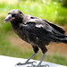 Edgar Crow Photo 6