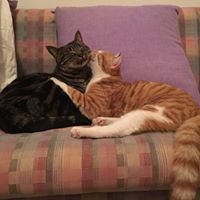 Roberta Valenti Photo 2