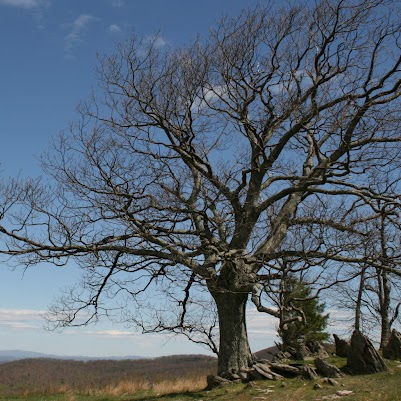 Jill Pennington Photo 15