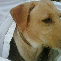 David Ziegler Photo 23 David Ziegler Photo 23