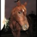 Julie Chestnut Photo 24