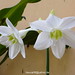 Kim Tieu Photo 16