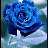 Henry Nowak Photo 18