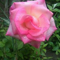 Lisa Welsch Photo 19