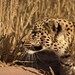 Angela Leopard Photo 10