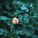 Rose Clements Photo 31
