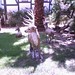 Barbara Deer Photo 7