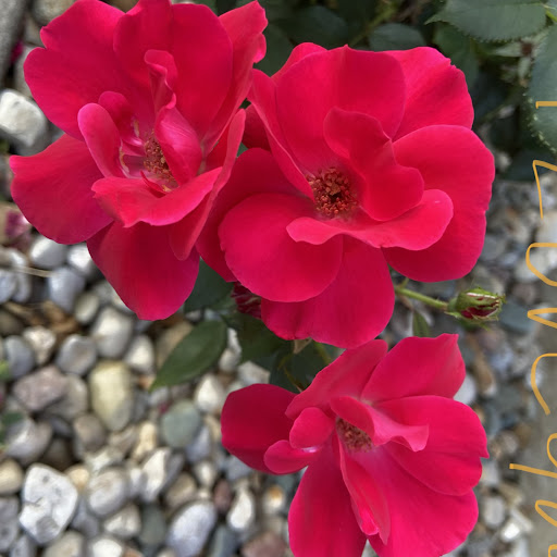 Michelle Metzger Photo 35