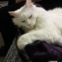 Melissa Campbell Photo 36