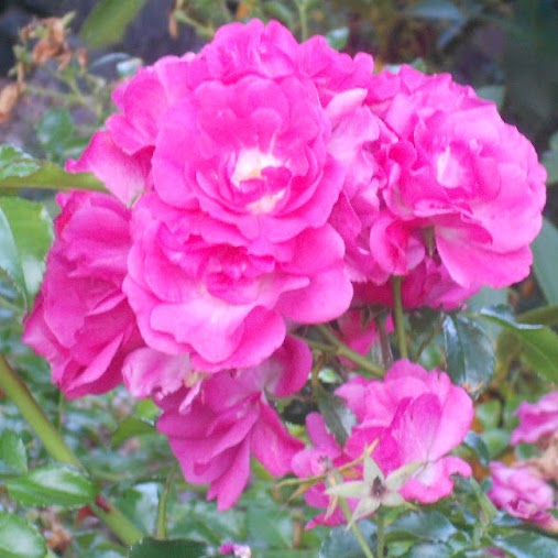 Rachel Noel Photo 11