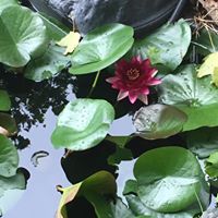 Dorothy Baldwin Photo 22