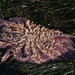 Jerry Peoples Photo 26