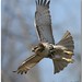 David Hawks Photo 36