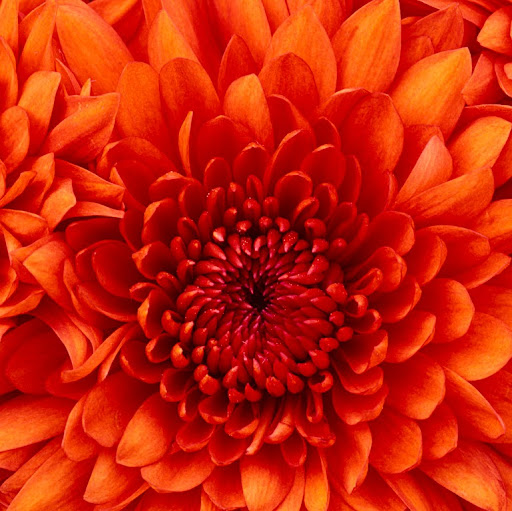 Donald Barrett Photo 8