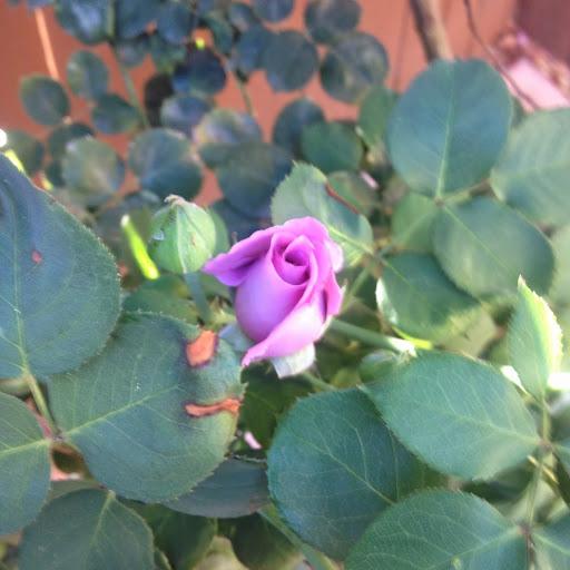 Kathleen Waldrop Photo 3