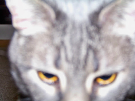 Julie Curry Photo 15