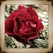 Carmen Flores Photo 22