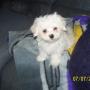 Cindy Sirois Photo 11