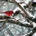 Timothy Snow Photo 12