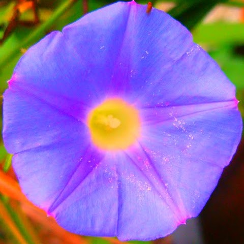 Charlene Davies Photo 2