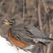 Robin Kramer Photo 22