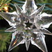 Carol Burt Photo 20