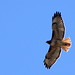 Joseph Hawk Photo 36