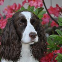 Susan Defelice Photo 5