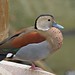 Gary Duck Photo 4