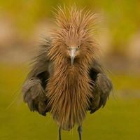 Deborah Downey Photo 15