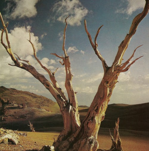 Cynthia Barlow Photo 12