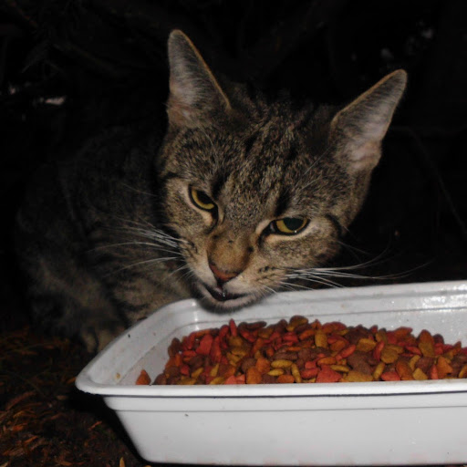 Carol Mcmahon Photo 25