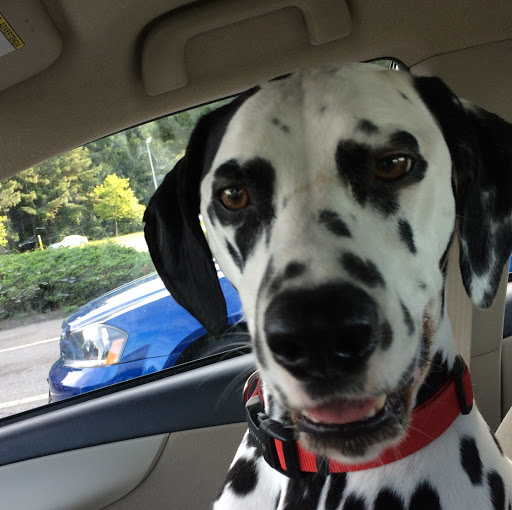 Debbie Hodges Photo 9