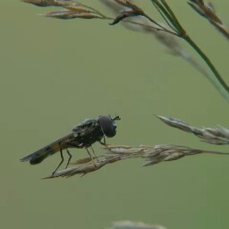 Jacques Hebert Photo 14