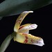 Ann Koehler Photo 9