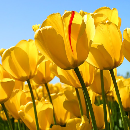 Brenda Middleton Photo 37