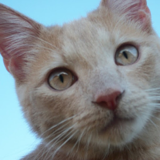 Sharon Huff Photo 30