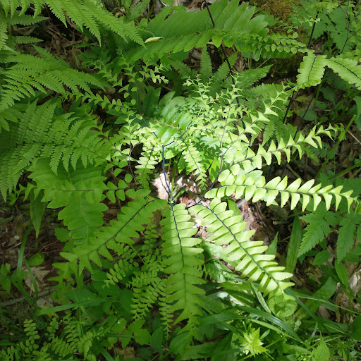 Evan Morgan Photo 27