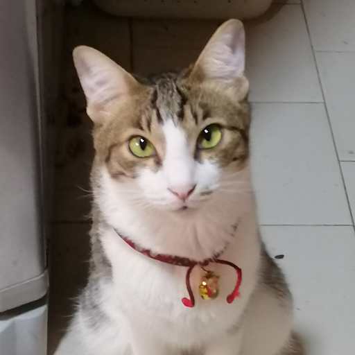 Jessica Lange Photo 36 Jessica Lange Photo 36