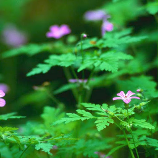 Cathy Lawrence Photo 30