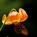 Dhiren Patel Photo 35