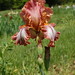 Sue Beard Photo 29