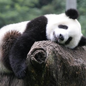 James Deschenes Photo 15