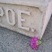 Mary Poe Photo 39