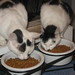 Ann Arrington Photo 11