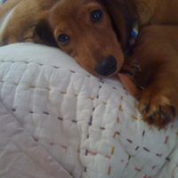 Julie Perlman Photo 5