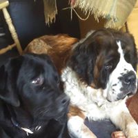 Mark Howard Photo 41