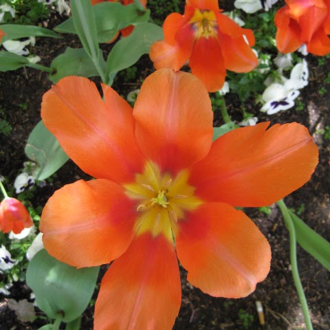 Carol Flynn Photo 37