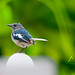 Lawrence Bird Photo 12