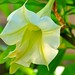 Angel Bell Photo 22
